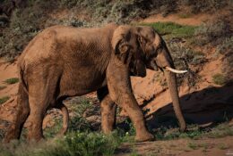 Namibia_April_2025 (55/79)